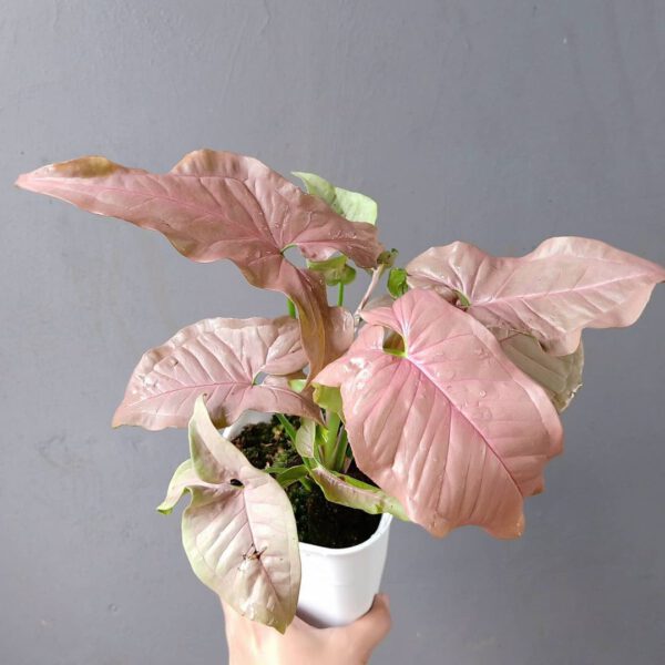 Pretty in Pink – 15 Pink Houseplants That Add a Pop of Color Syngonium Pink Neon