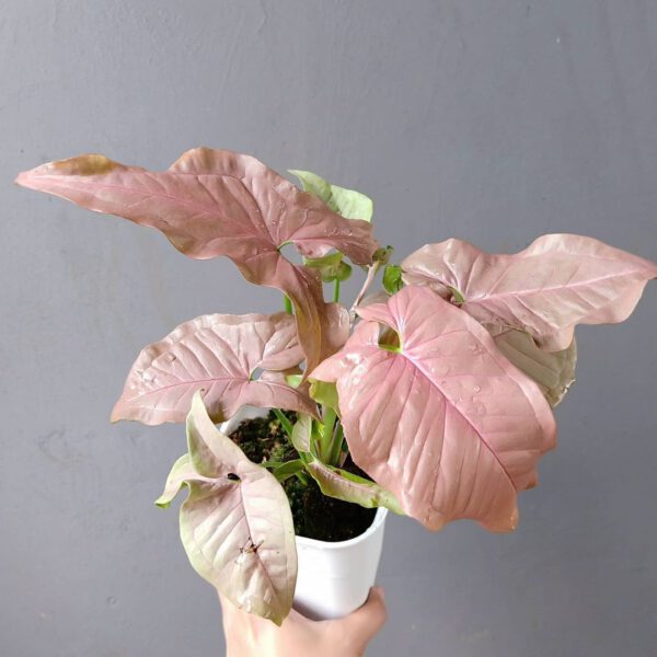 Syngonium Neon Pink - Plant Proper