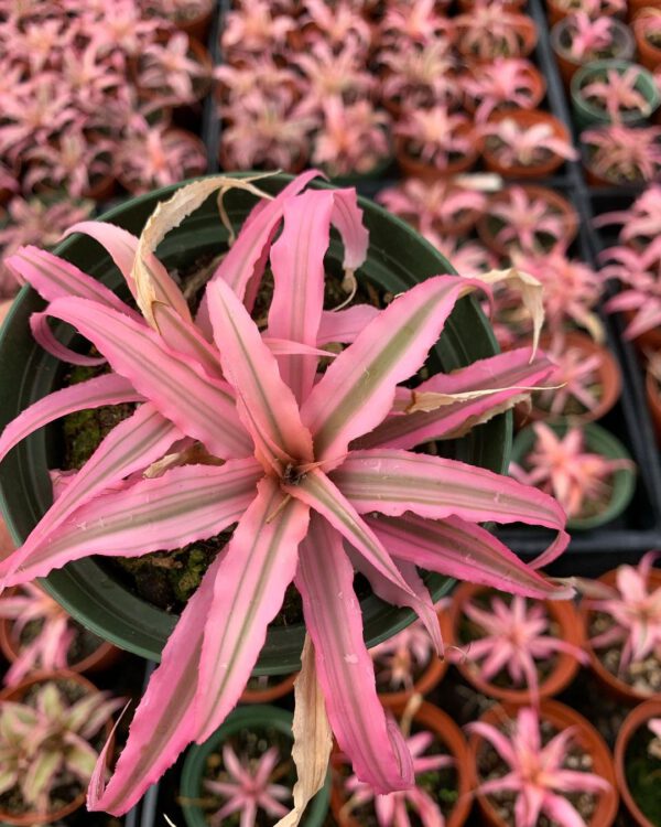 Pretty in Pink – 15 Pink Houseplants That Add a Pop of Color Bromeliad cryptanthus 