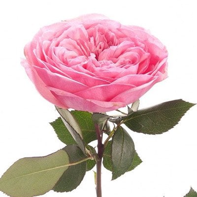 Rose Mariatheresia - Product on Thursd