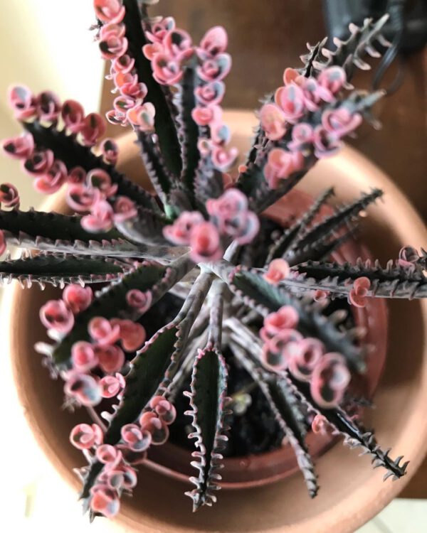 Kalanchoe Pink butterflies on Thursd