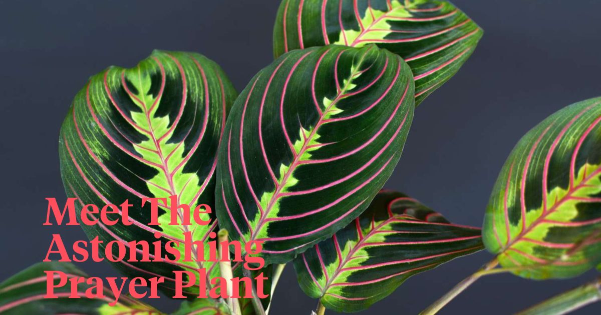 The astonishing prayer plant header on Thursd 