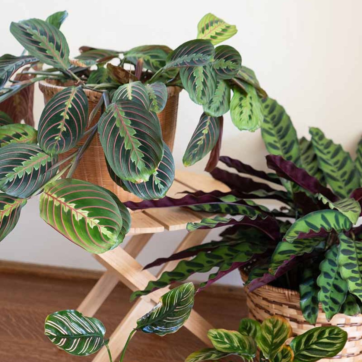 Origin of the prayer plant on Thursd