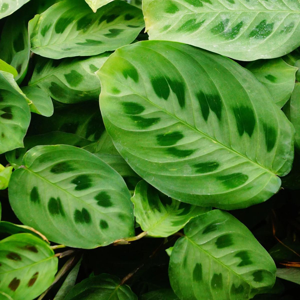 Maranta Leuconeura Kerchoveana prayer plant on Thursd