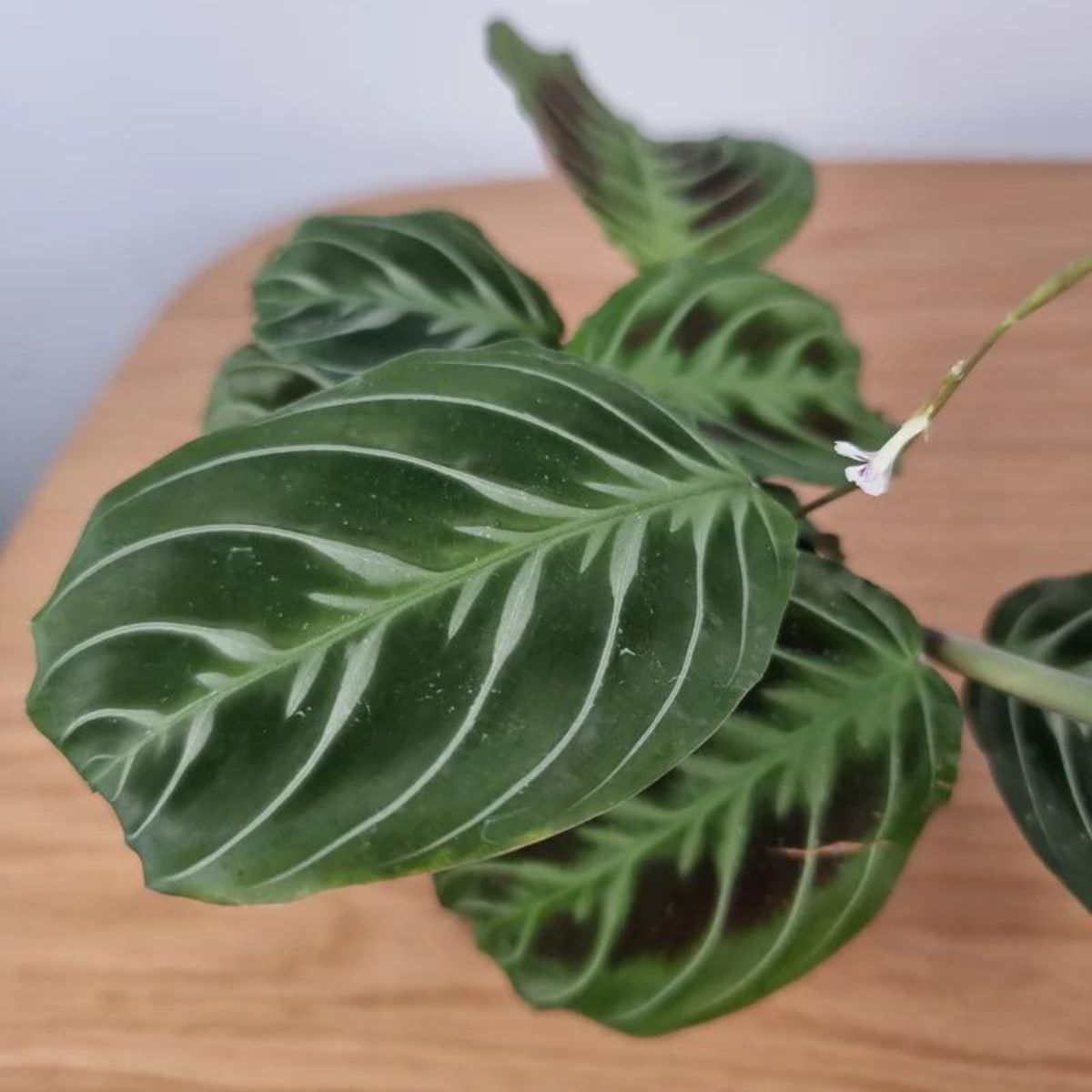 Maranta Leuconeura Massangeana prayer plant on Thursd