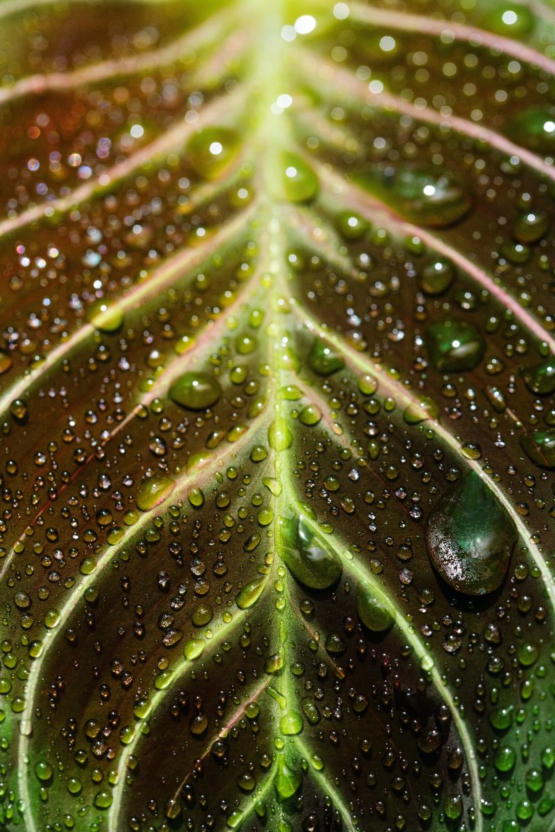 Prayer plant closeup on Thursd