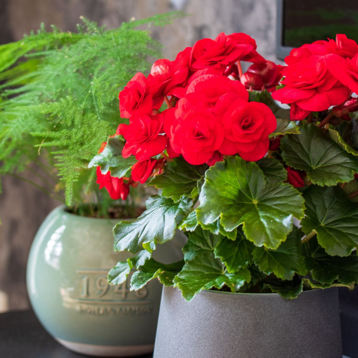 Red Begonia Halo flowering plant on Thursd