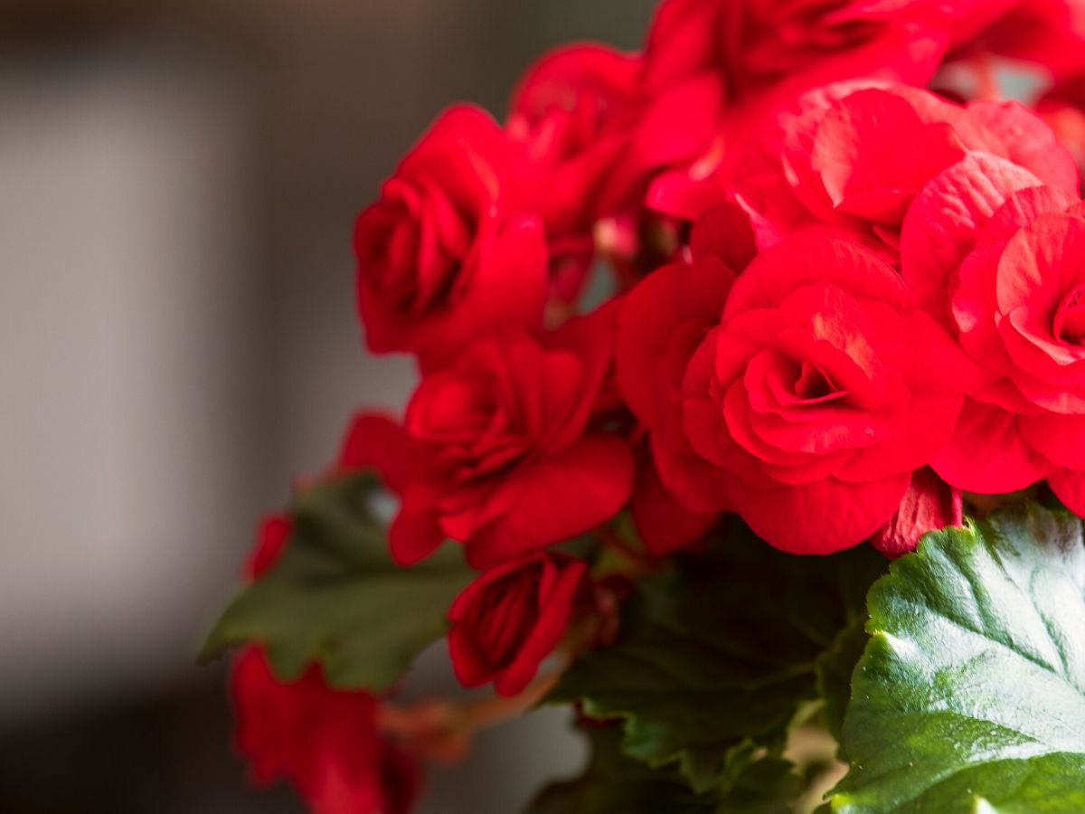 Begonia Halo passion red close up on Thursd