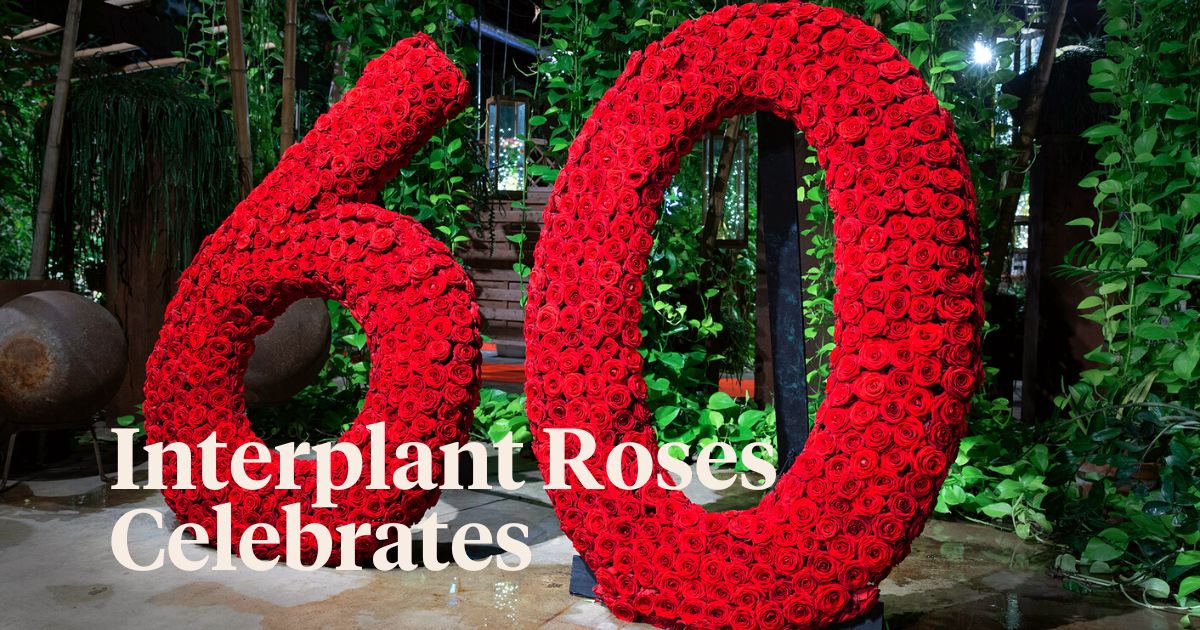 Interplant Roses Celebrates 60th Anniversary on Thursd