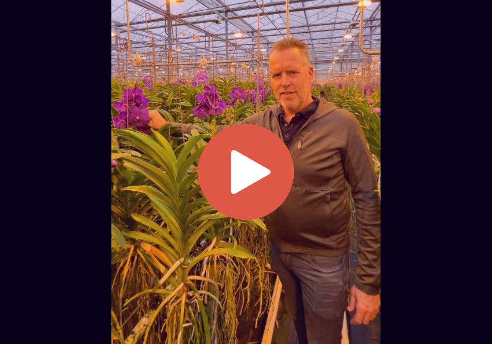 Video Vanda Orchid pollination