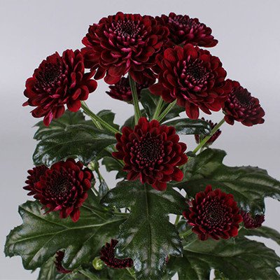 Burgundy Santini Chrysanthemum Bouquet