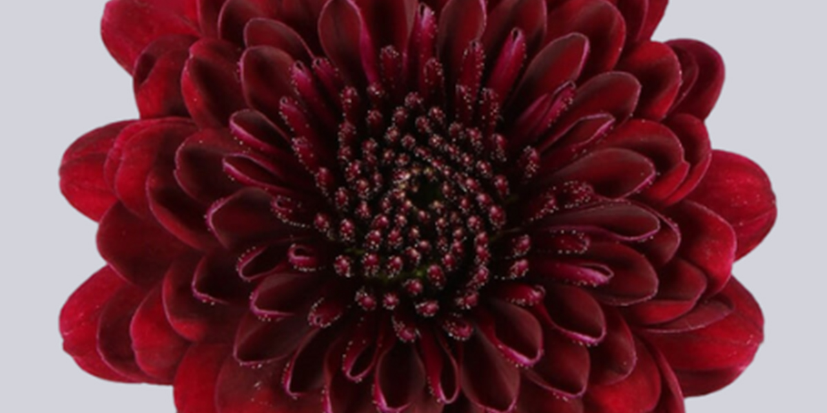 Chrysanthemum Santini Jinda Red cut flower on Thursd header