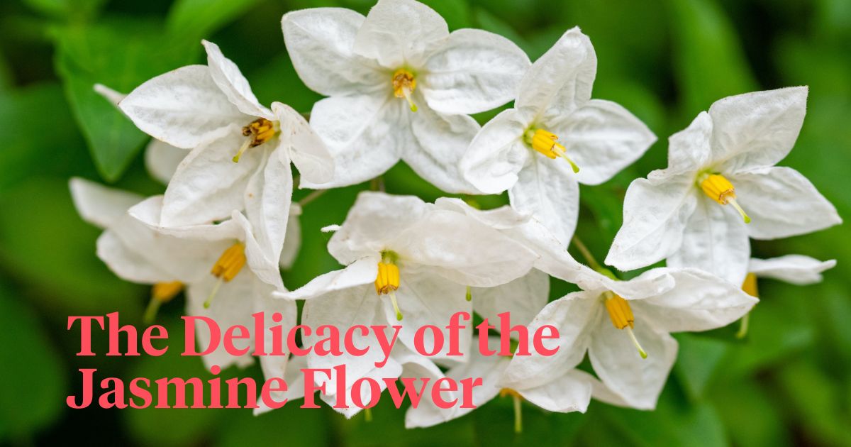Delicacy of the jasmine flower header on Thursd 