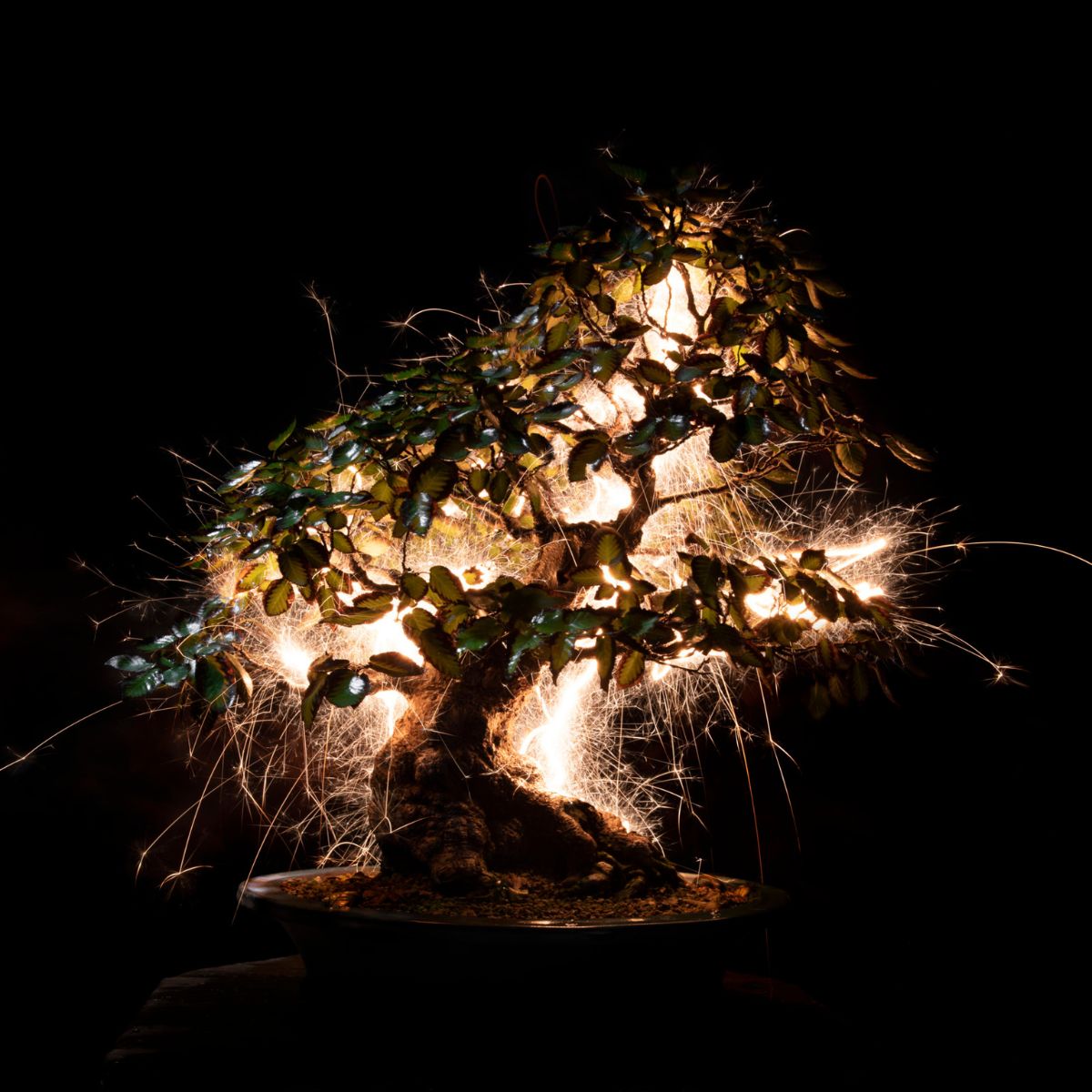 Illuminated bonsai tree sculptures by Vitor Schietti on Thursd