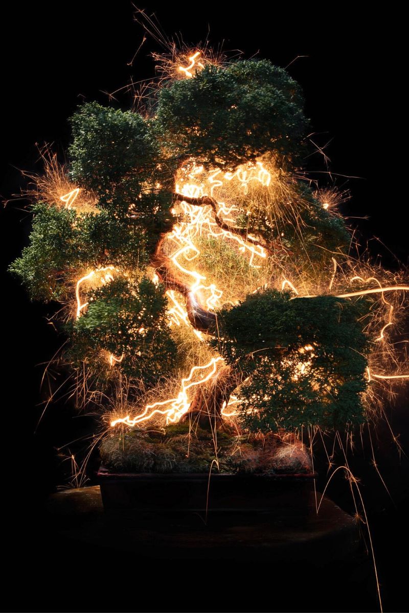 Vitor Schietti creates illuminated art on bonsai trees on Thursd