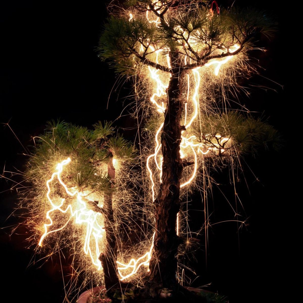 Vitor Schietti photographs featuring illuminated bonsai trees featured on Thursd