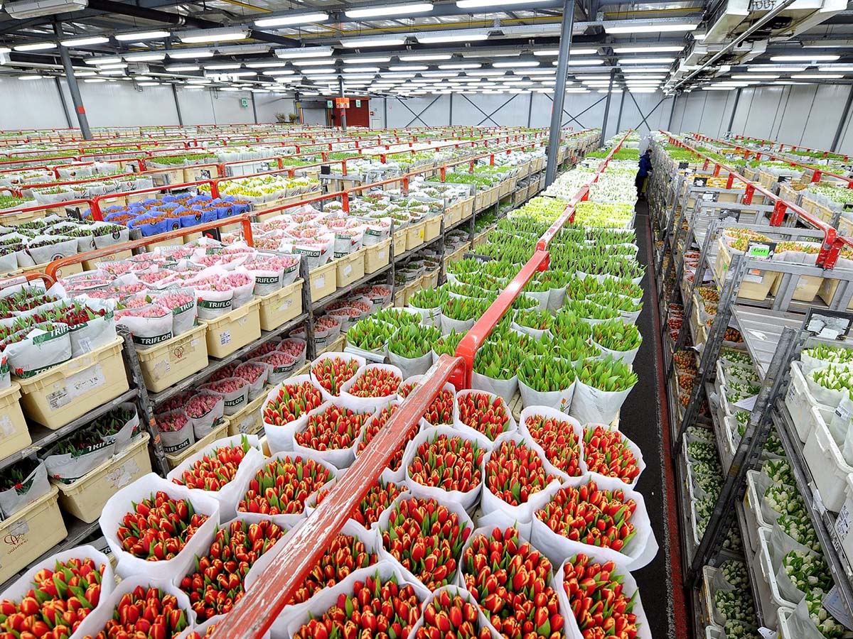 Cold storage tulips at Royal FloraHolland on Thursd