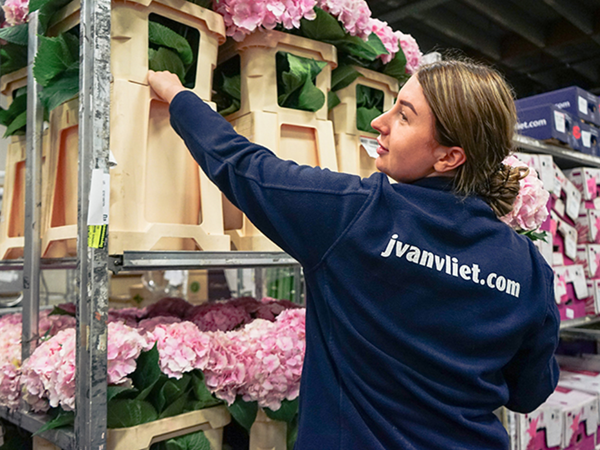 Cold storage hydrangea at J van Vliet Bloemenexport on Thursd