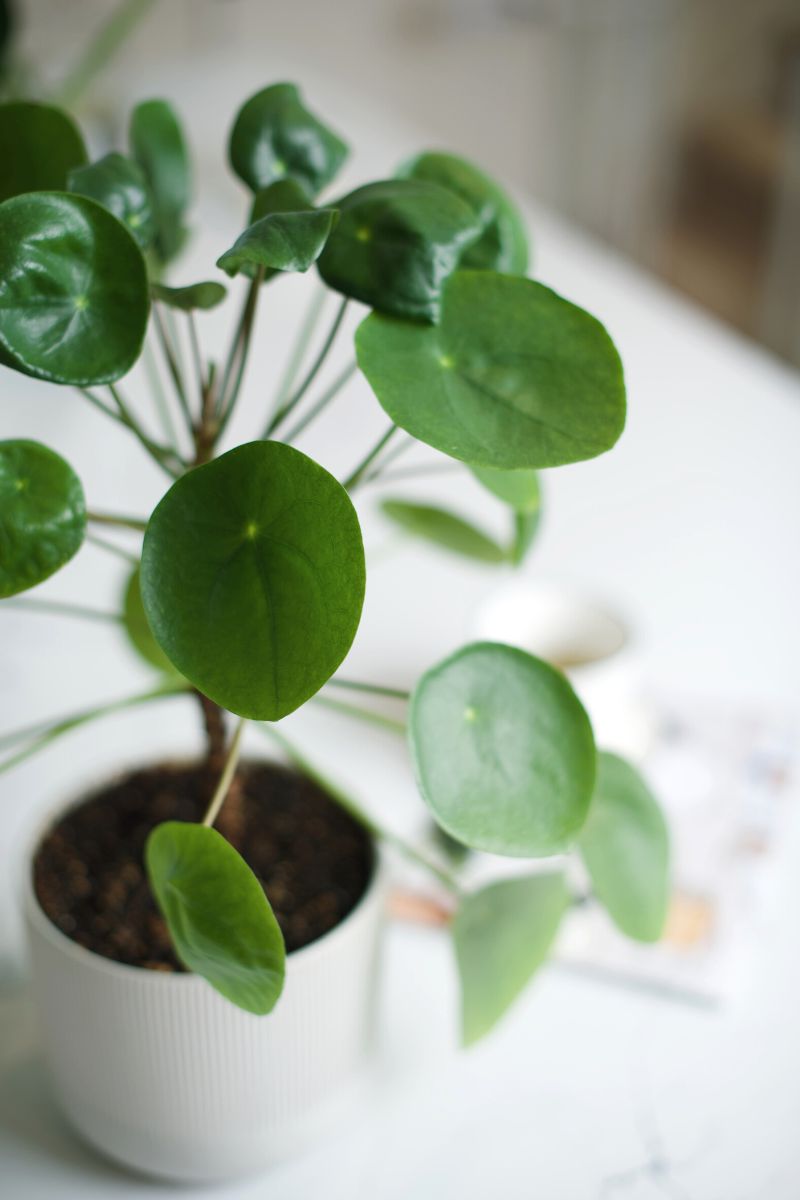 money plant leaves