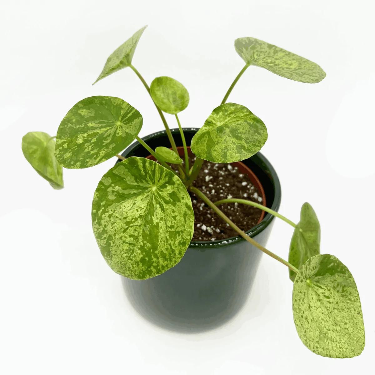 Chinese Money Plant Pilea peperomioides Mojito on Thursd