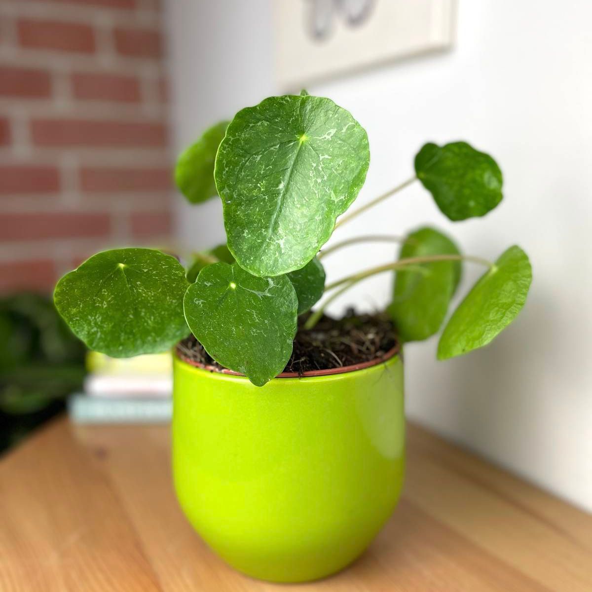 Chinese Money Plant Pilea peperomioides Sugar on Thursd