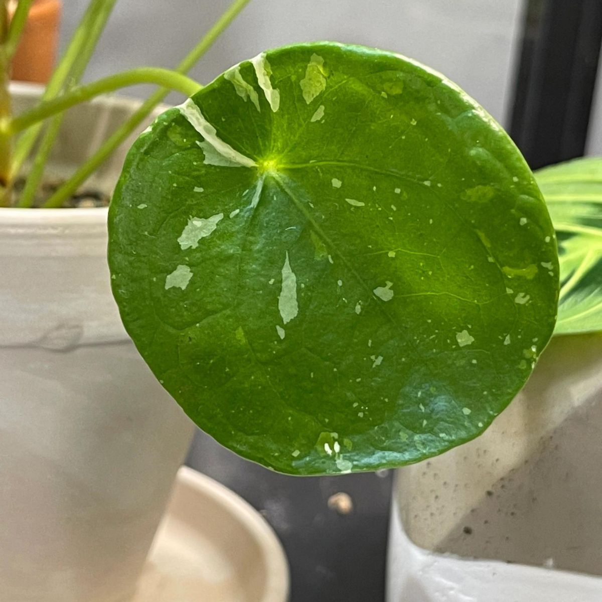 Chinese Money Plant Pilea peperomioides white splash on Thursd