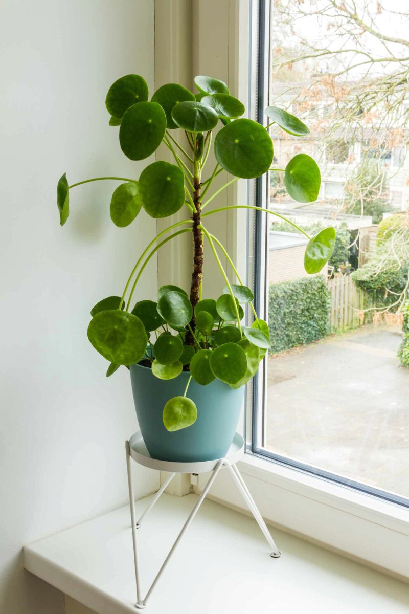 Caring for Pilea (Chinese Money Plant) - A Beautiful Mess