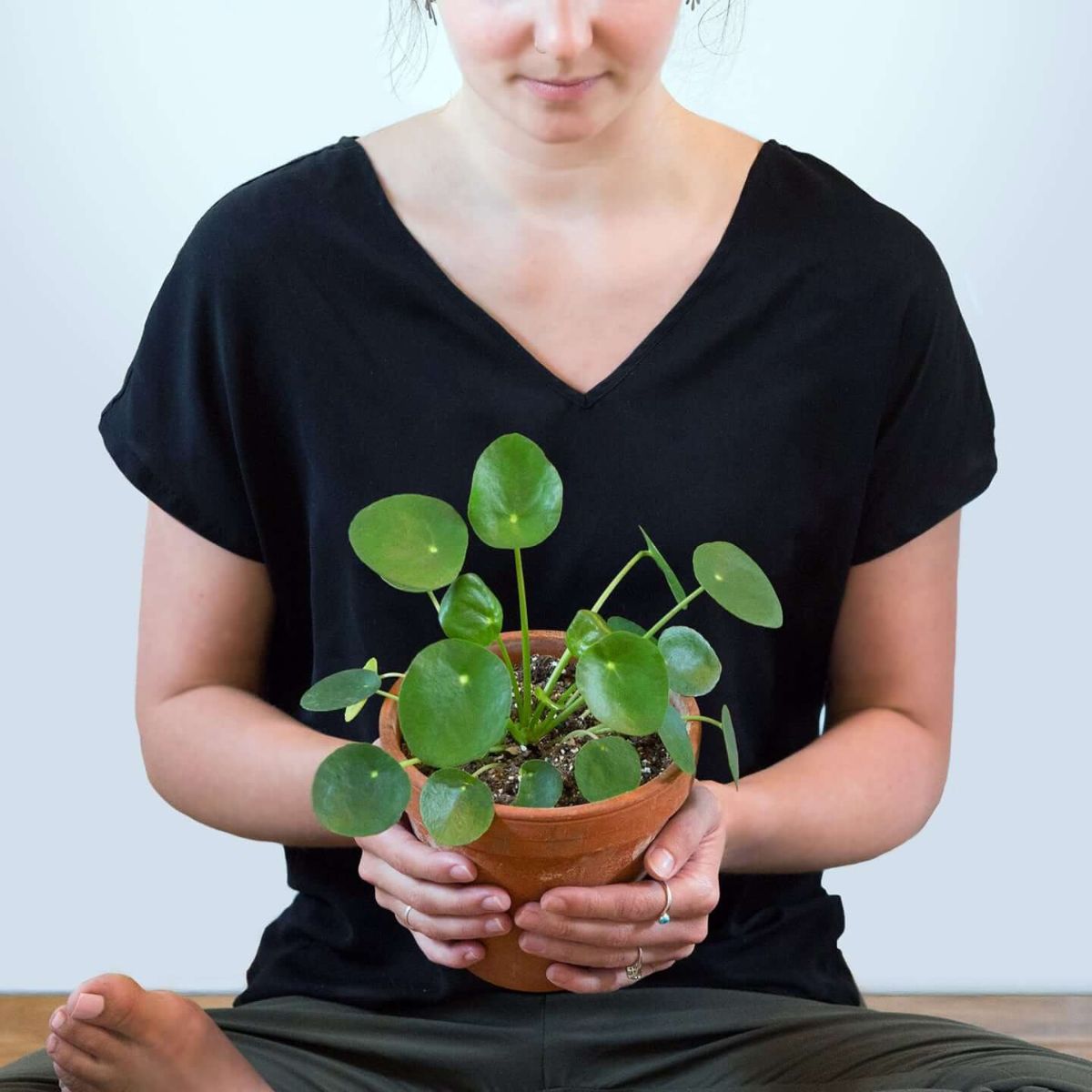 Caring for the Chinese Money Plant on Thursd