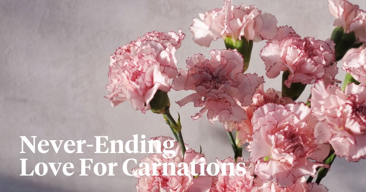 Never ending love for carnations header on Thursd