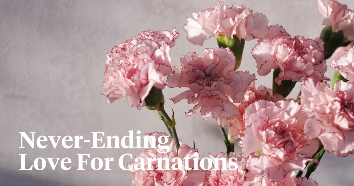 Carnations Their Meaning, History and Care Article onThursd