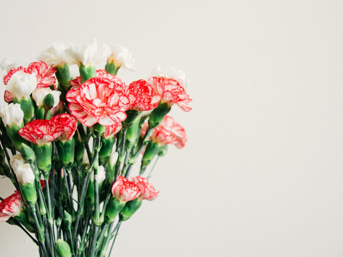 Bi-color Carnation And Aroma Pot For Beauty Image Stock Photo