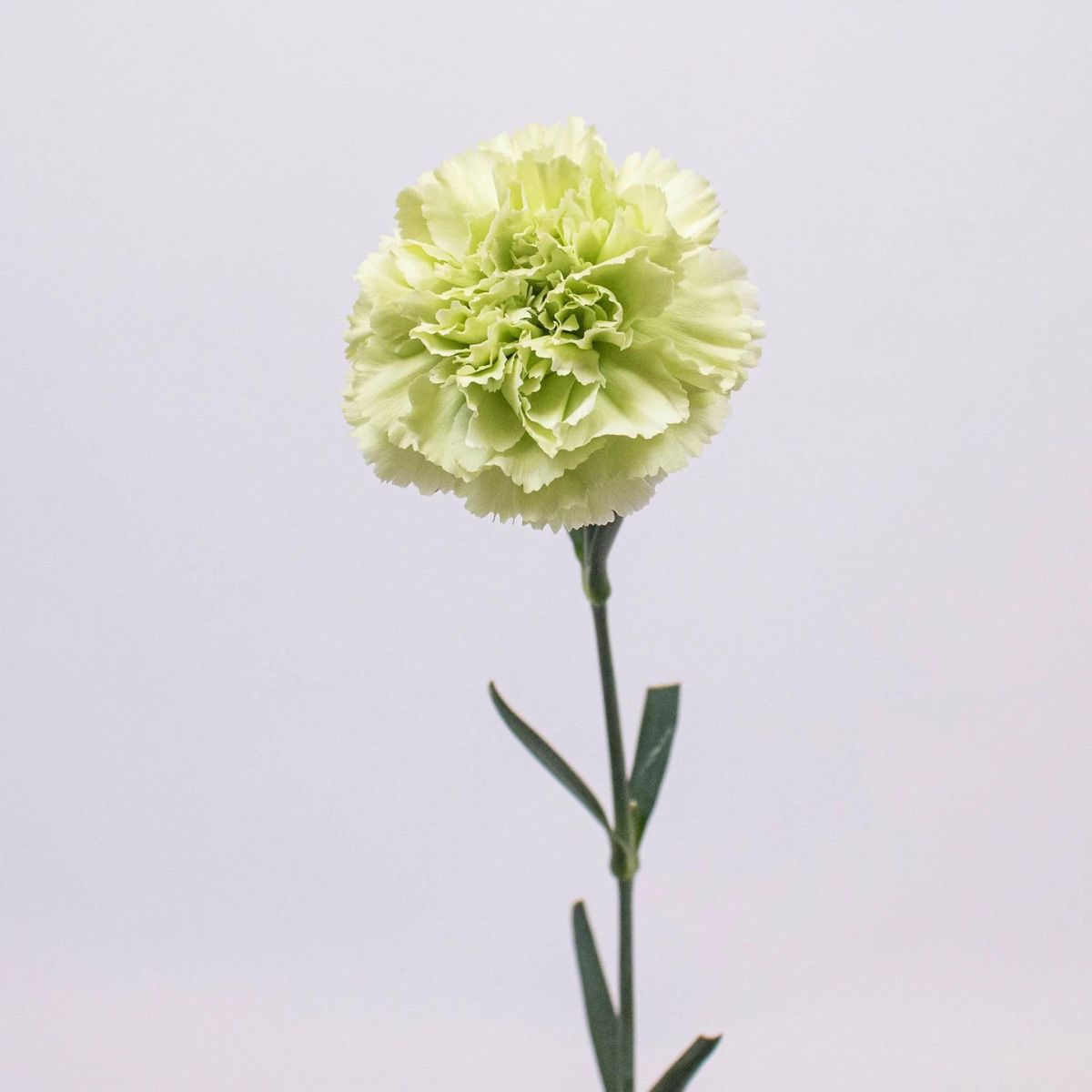 Yellow Carnation: Meaning, Symbolism, and Proper Occasions - A-Z