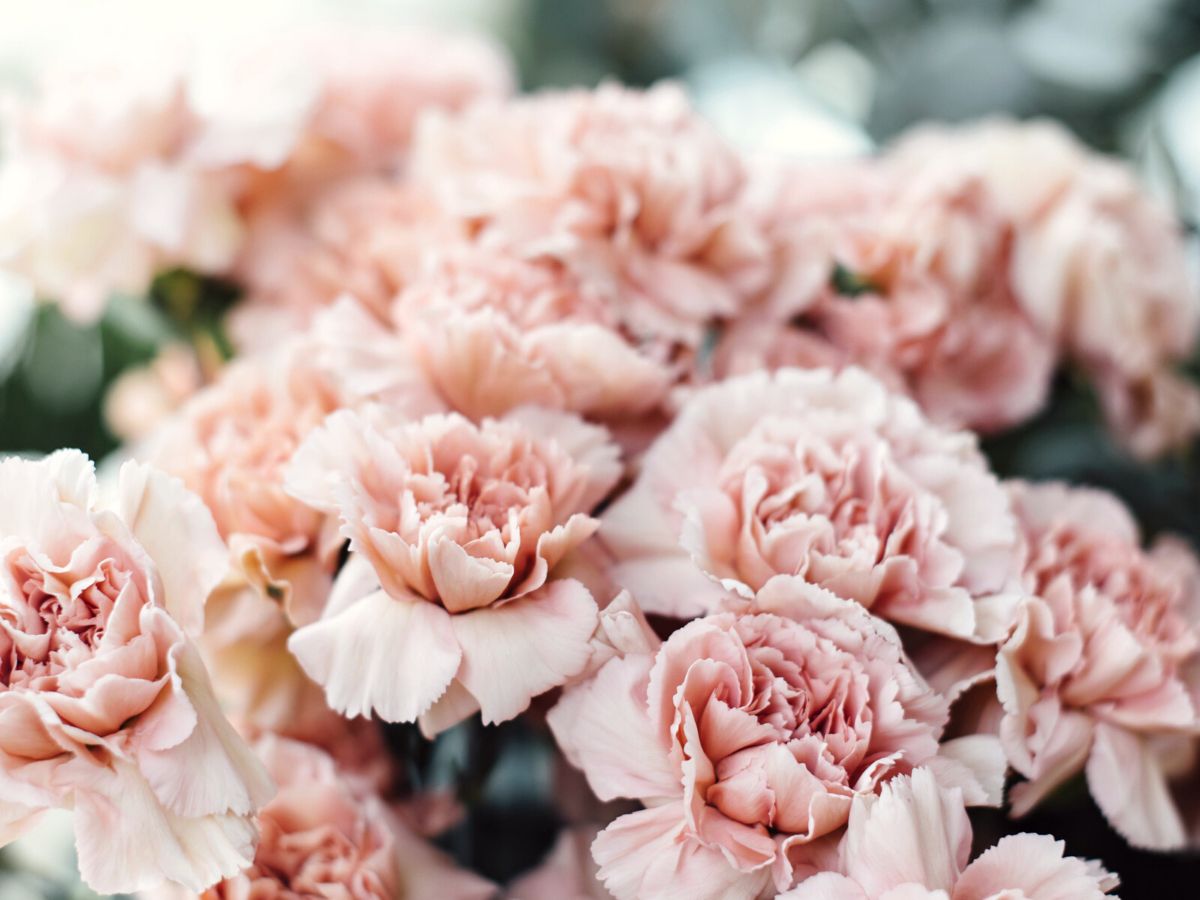 Soft pink pastel carnations Thursd