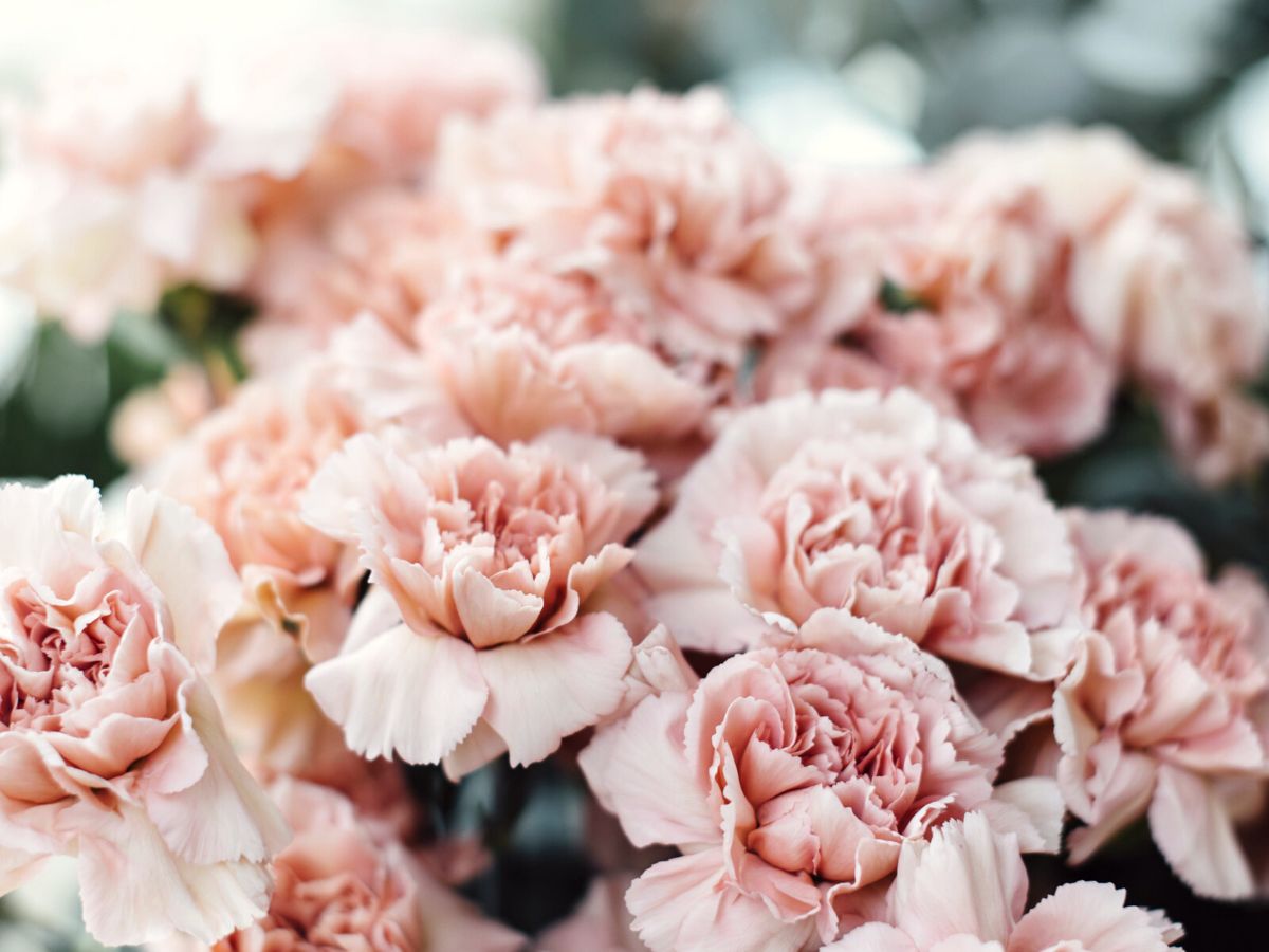 Bi-color Carnation And Aroma Pot For Beauty Image Stock Photo