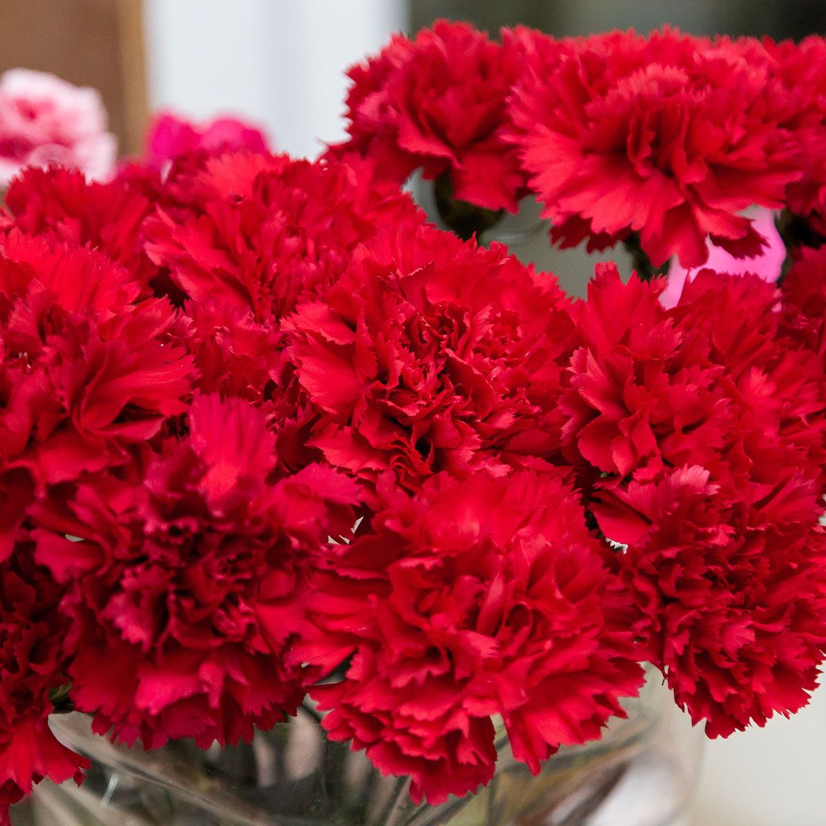 Red carnations national day on Thursd