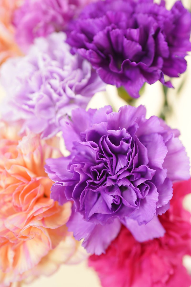 Purple carnations symbolism on Thursd