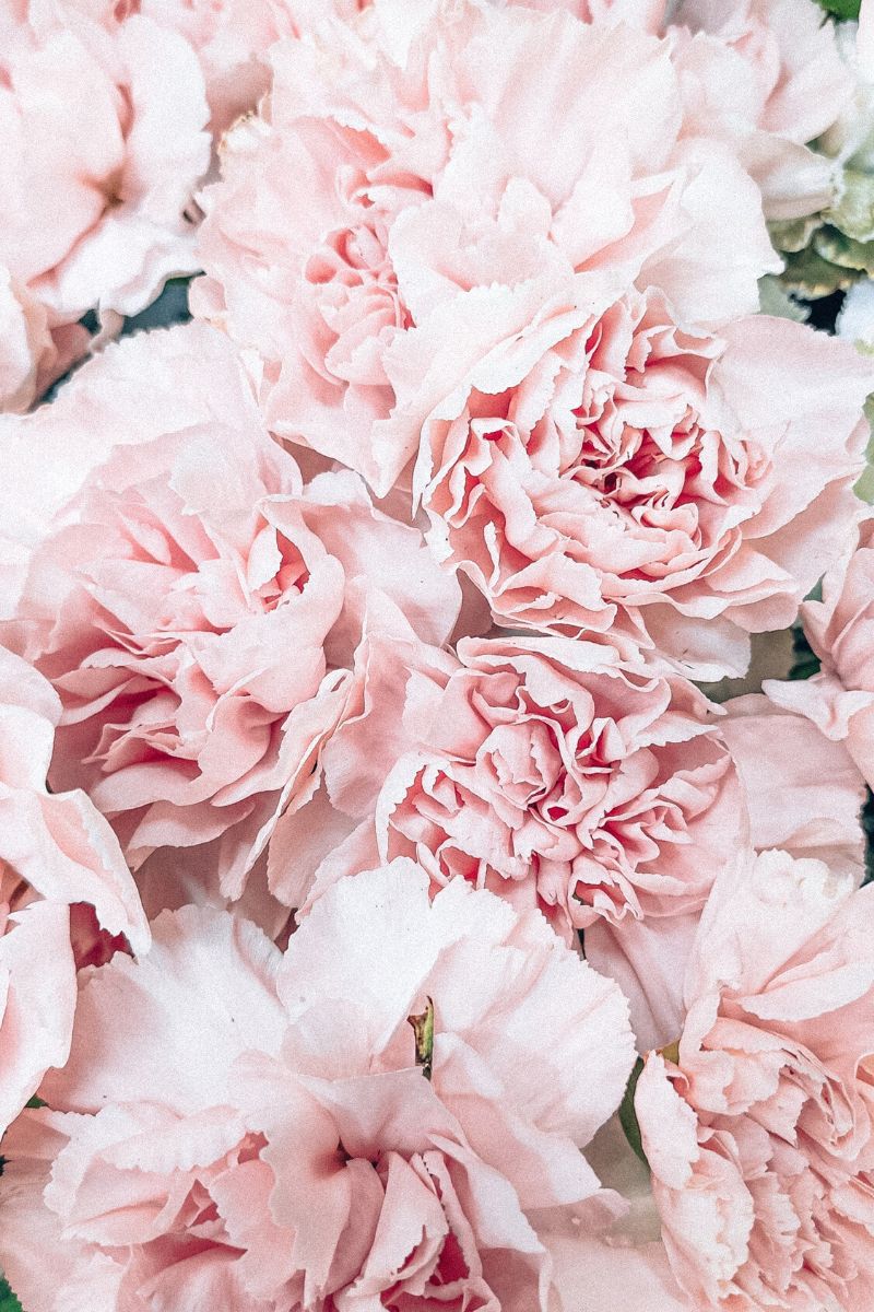 Carnations - Their Meaning, History and Care - Article onThursd