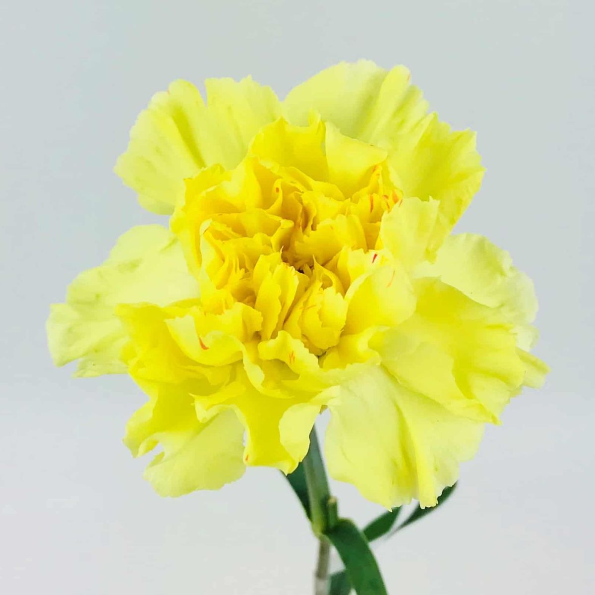 Thea beauty of yellow carnations on Thursd