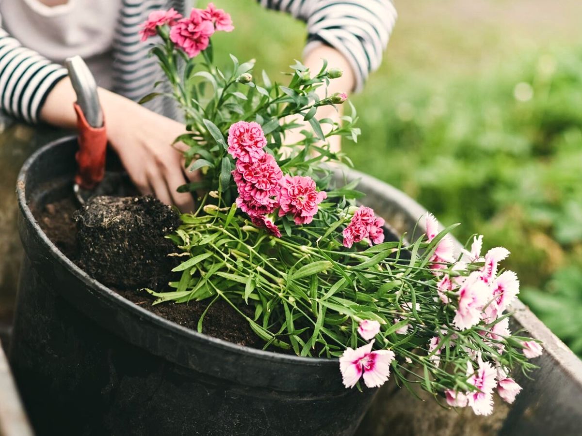 10 Pink Flowers to Show Support During Breast Cancer Awareness