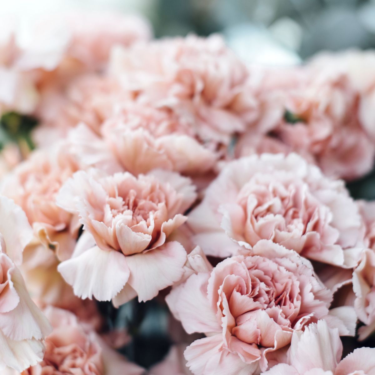 carnations-their-meaning-history-and-care-featured
