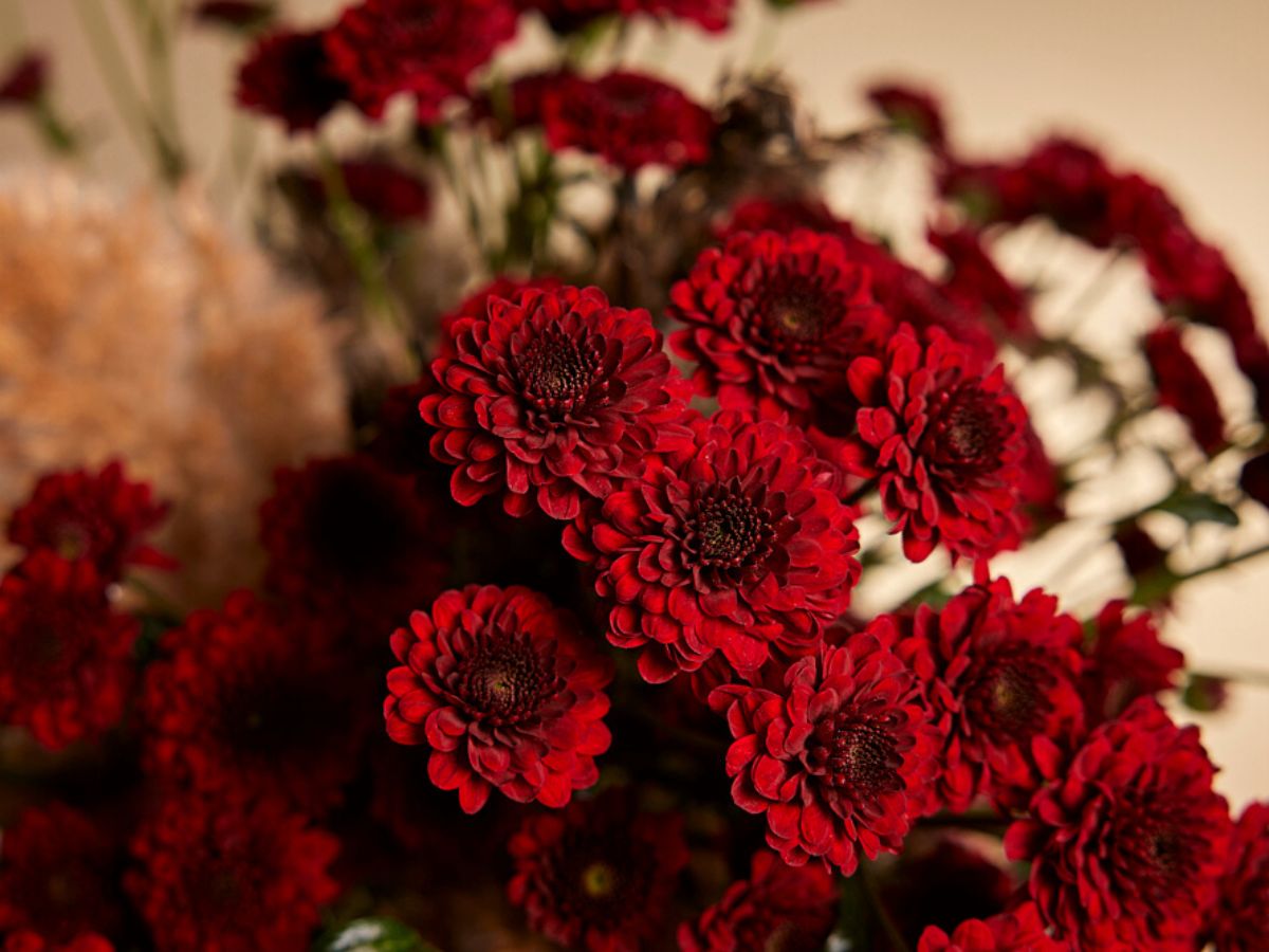 Conquering red color of Jinda Red chrysanthemum Thursd