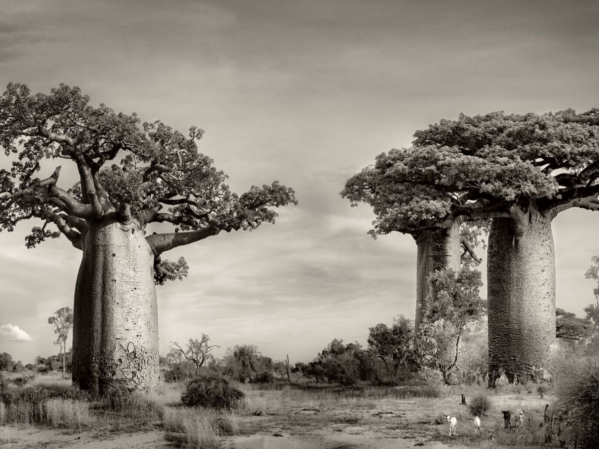 Series of baobab ancient trees by Beth Moon on Thursd