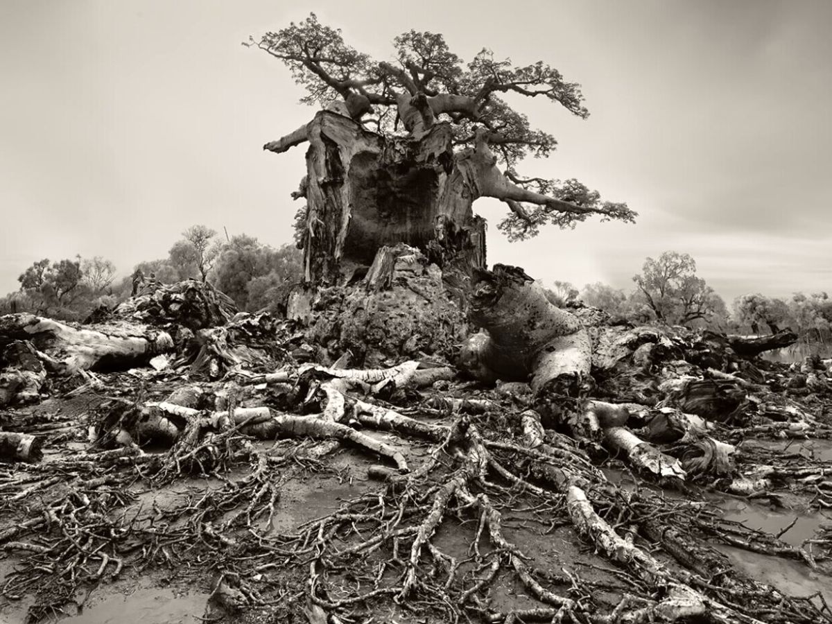 Baobab broken ancient tree shot by Beth Moon on Thursd