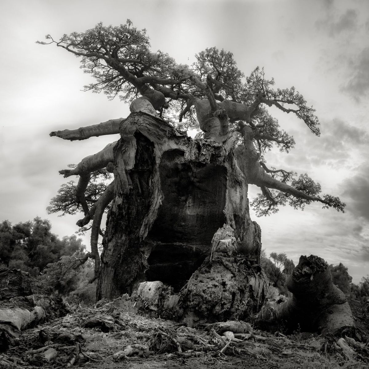 Ancient trees by Beth Moon featured on Thursd