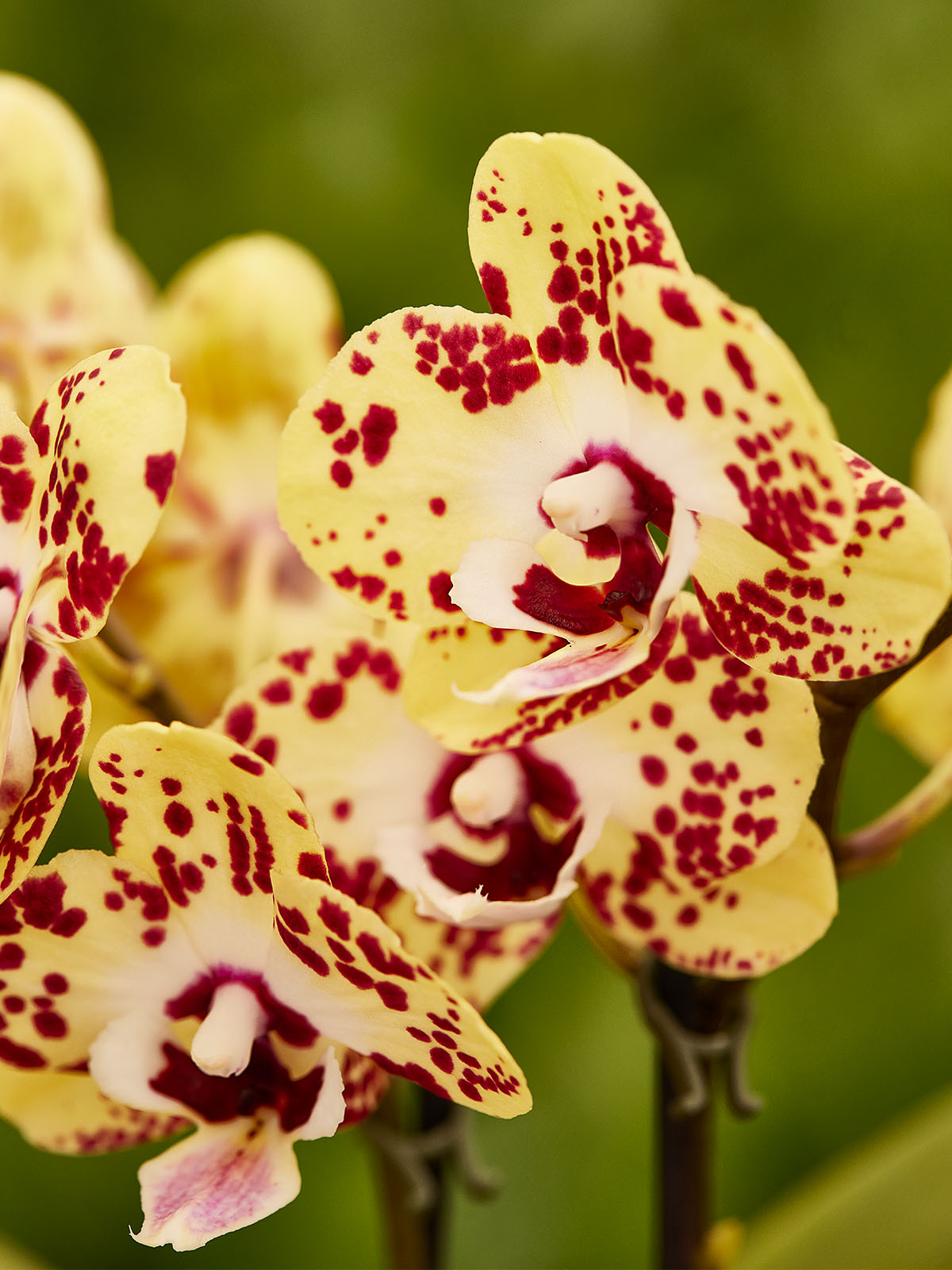 Floricultura Phalaenopsis yellow with red dots on Thursd
