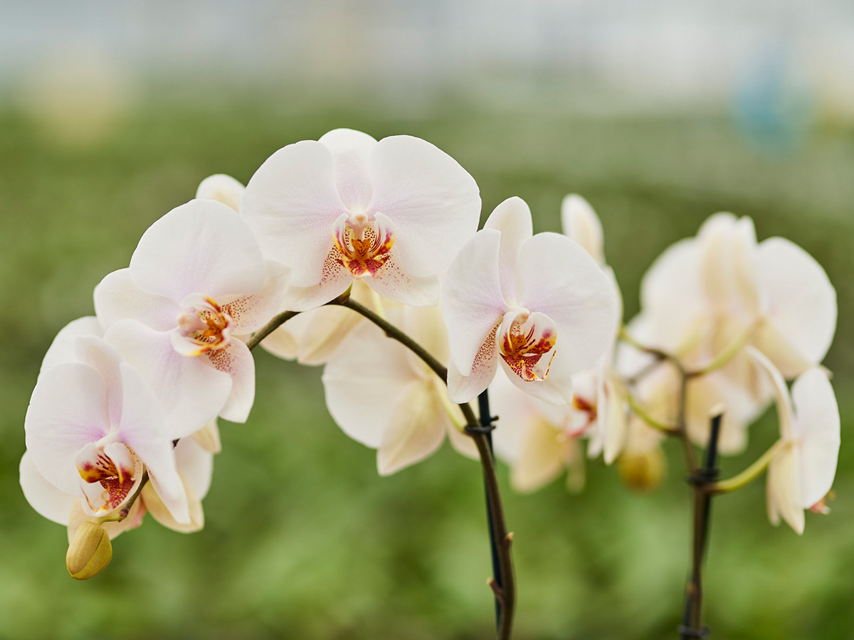 Floricultura Phalaenopsis with red and yellow heart on Thursd