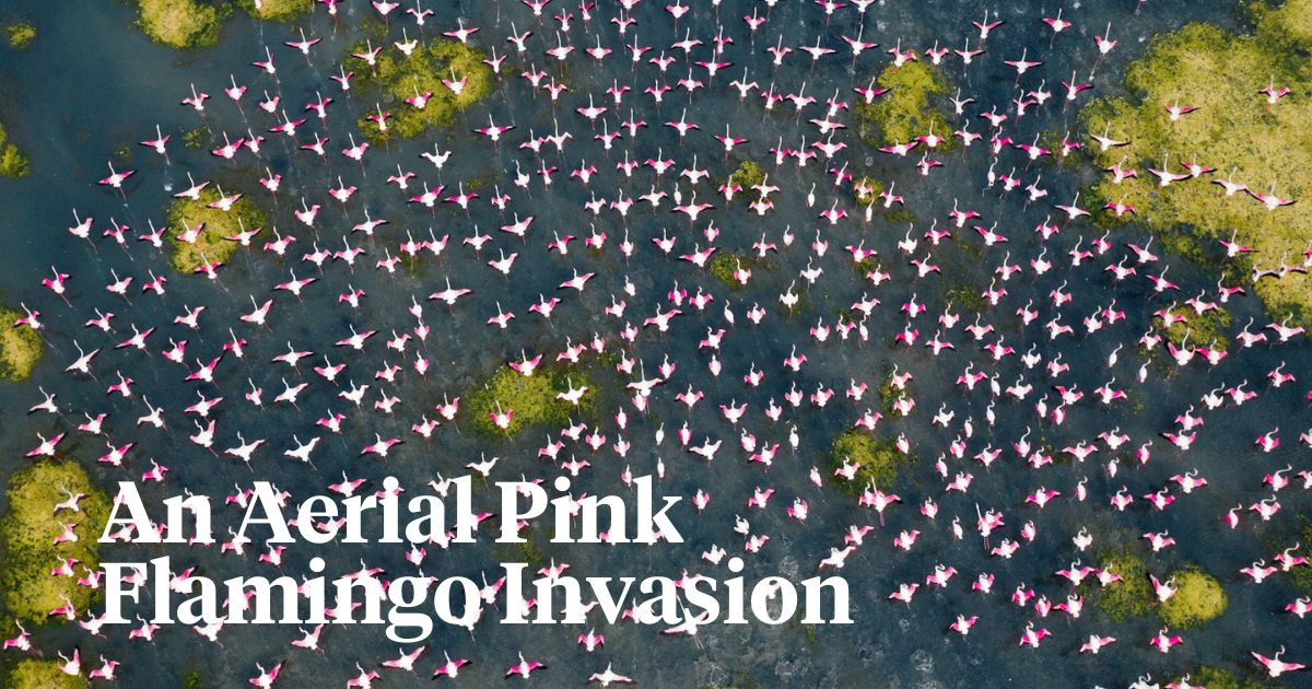 Aerial pink flamingo invasion header on Thursd