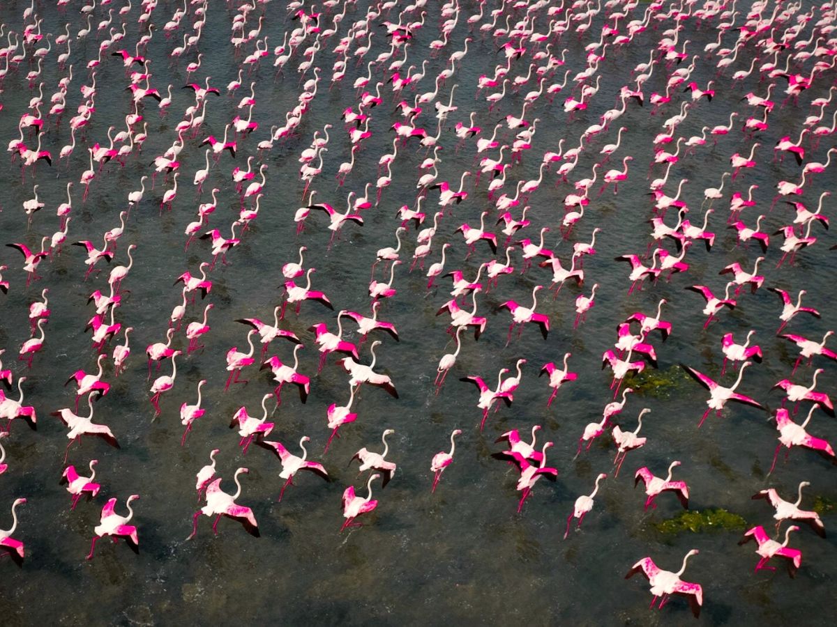 Raj Mohans aerial view of flamingo migration on Thursd