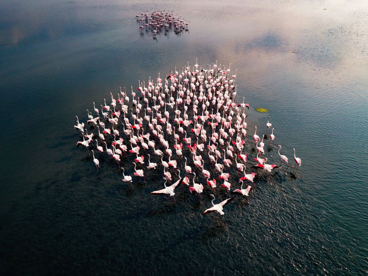Aerial View of flamingo migration in Pulicat lake by Raj Mohans on Thursd