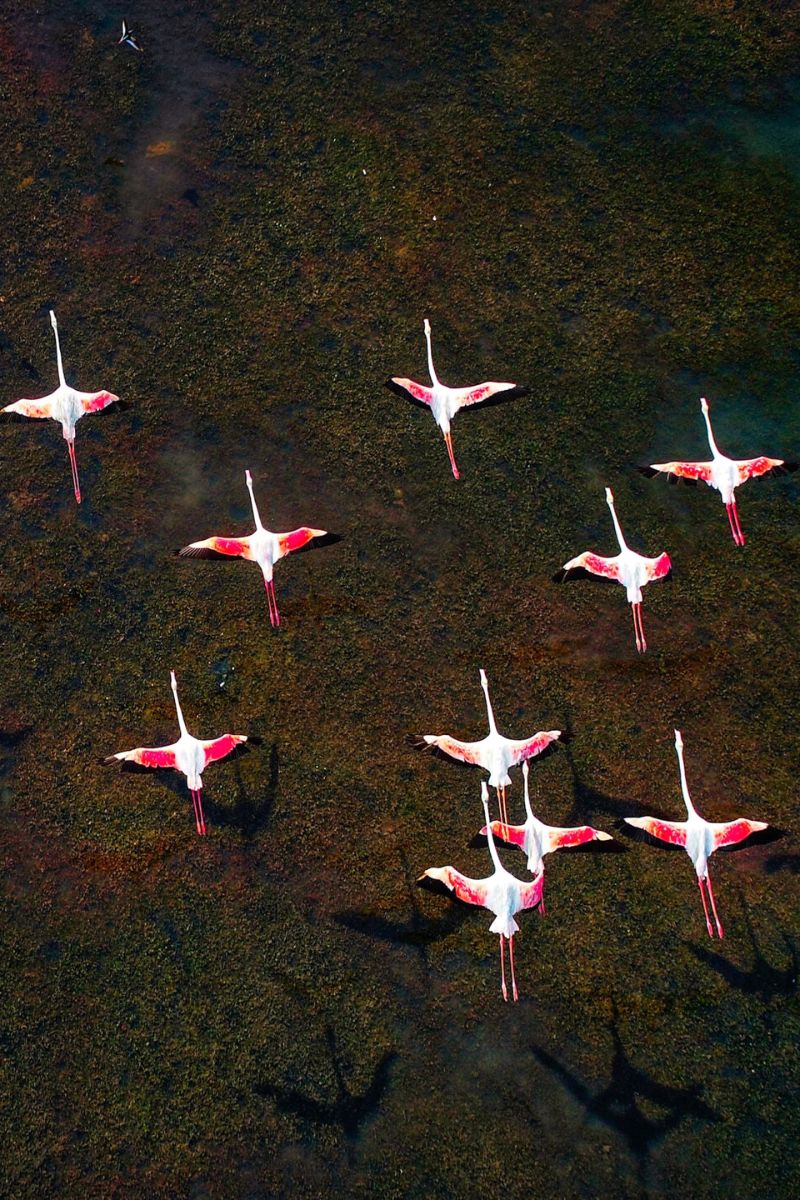 Raj Mohan aerial photography of flamingos in India on Thursd